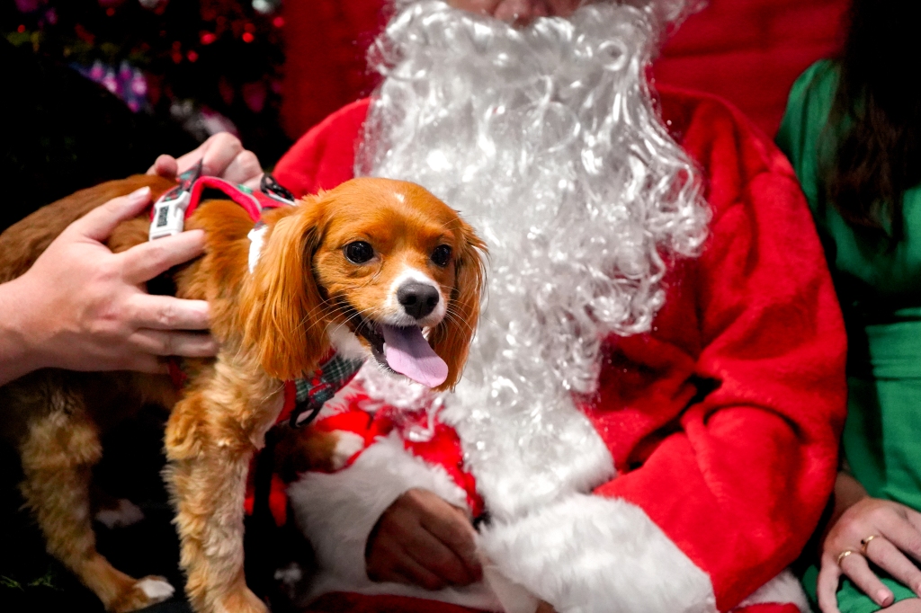 Capturing Christmas Joy at Tuggerah PetStock: Fetch A Moment’s First Santa Photo Day for Peggy’s Promise Rescue